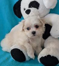 Puppies for sale maltese - Canada, Ontario, Oshawa