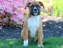 Puppies for sale boxer - Greece, Larissa