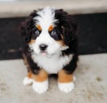 Puppies for sale , bernese mountain dog - Netherlands, Borne