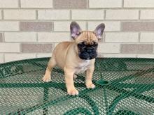 Puppies for sale french bulldog - Tajikistan, Kurgan-Tube