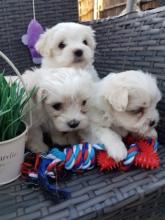 Puppies for sale maltese - USA, Wyoming