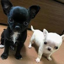 Puppies for sale chihuahua - Cyprus, Ayia Napa