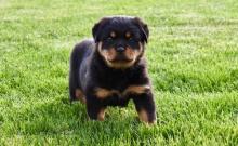 Puppies for sale rottweiler - Ireland, Cork. Price 160 €