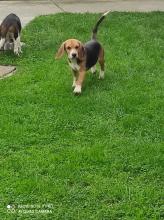 Продам щенка beagle - Slovenia, Novi Sad