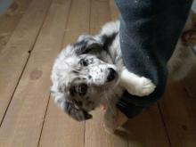Puppies for sale australian shepherd - Estonia, Tallinn