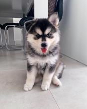 Puppies for sale , pomsky puppies - Russia, Kaluga