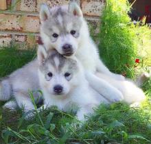 Puppies for sale , siberian husky - Czech Republic, Presov