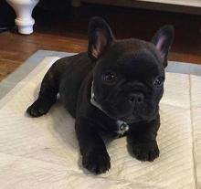 Puppies for sale french bulldog - Ireland, Cork