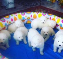Puppies for sale samoyed dog (samoyed) - Azerbaijan, Ganja