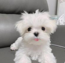Puppies for sale maltese - Estonia, Tallinn