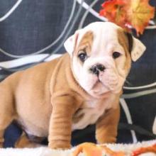 Puppies for sale english bulldog - United Kingdom, Middlesbrough