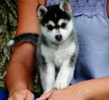 Puppies for sale , pomsky - Lithuania, Druskininkai