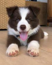 Puppies for sale border collie - Ireland, Dublin
