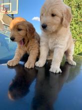 Puppies for sale other breed, goldendoodle - Latvia, Balvi