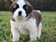 Puppies for sale senbernar - Ireland, Cork. Price 160 €