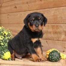 Puppies for sale rottweiler - United Kingdom, London