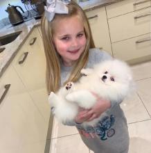 Puppies for sale pomeranian spitz - Latvia, Aizkraukle