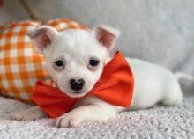 Puppies for sale chihuahua - Bulgaria, Sliven