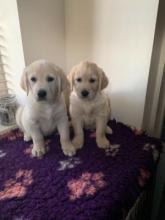 Puppies for sale golden retriever - Greece, Athens. Price 10 €