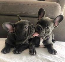 Puppies for sale french bulldog - Ireland, Mayo