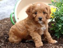 Puppies for sale , cavapoo puppies - Russia, Lincoln