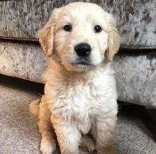 Dogs free golden retriever - USA, New York, New York
