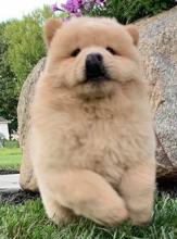 Puppies for sale chow chow - Ukraine, Kirovograd