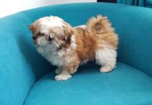 Puppies for sale shih tzu - Ireland, Cork