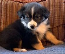 Puppies for sale australian shepherd - Russia, Irkutsk