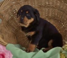 Puppies for sale rottweiler - Azerbaijan, Lankaran