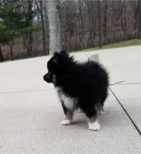 Puppies for sale pomeranian spitz - Netherlands, Petten