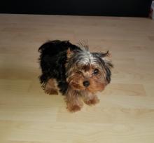 Puppies for sale yorkshire terrier - Ireland, Cork