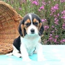 Puppies for sale beagle - Ireland, Cork. Price 11 $