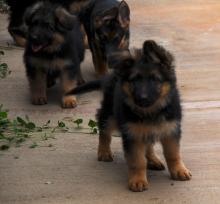 Puppies for sale german shepherd dog - Georgia, Georgia