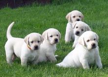 Puppies for sale labrador - Ireland, Dublin. Price 11 €