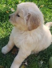 Puppies for sale golden retriever - Denmark, Kopenagen