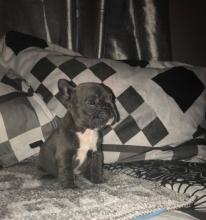 Puppies for sale french bulldog - Uzbekistan, Namangan