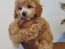 Puppies for sale toy-poodle - Malta, Valletta. Price 10 $
