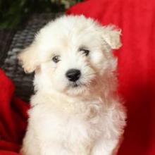 Puppies for sale maltese - Russia, Eagle