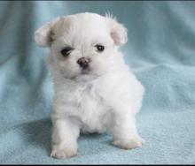 Puppies for sale maltese - Romania, Bucharest
