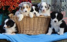 Puppies for sale australian shepherd - Russia, Ekaterinburg