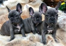 Puppies for sale french bulldog - USA, Florida