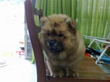 Puppies for sale chow chow - Romania, Bucharest