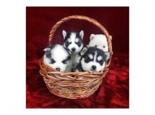 Puppies for sale haski - USA, Alaska