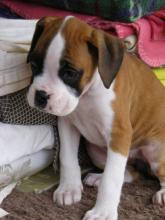 Puppies for sale boxer - Greece, Athens. Price 10 €