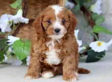 Puppies for sale , cavapoo - Ireland, Dublin. Price 11 €