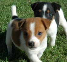 Puppies for sale jack russell terrier - Germany, Leverkusen