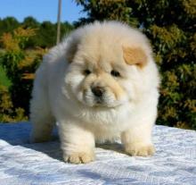 Puppies for sale chow chow - Ireland, Cork. Price 10 €