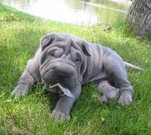 Puppies for sale shar pei - Portugal, Lisbon. Price 11 €