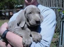 Puppies for sale weimaraner - Ukraine, Dnipropetrovsk